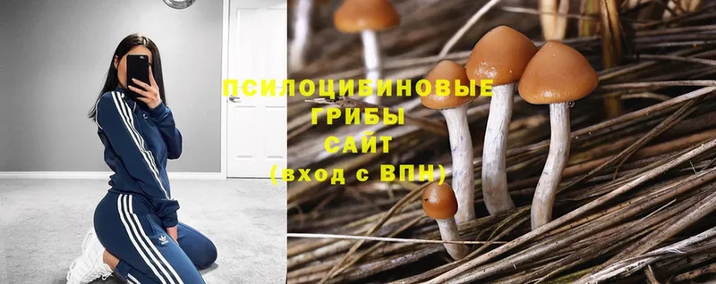 Галлюциногенные грибы MAGIC MUSHROOMS  блэк спрут онион  Бирск 